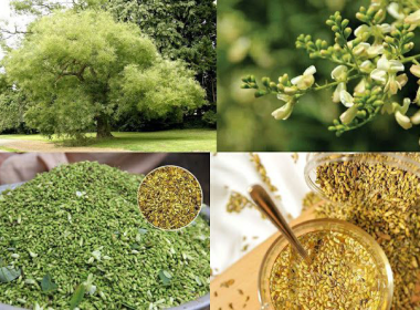 Sấy Dược Liệu, Thảo Mộc Và Nguyên Liệu Tự Nhiên