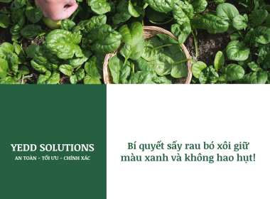 Bí quyết sấy rau chân vịt xanh và nguyên chất?